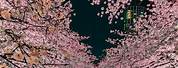 Japanese Cherry Blossom Tree Aesthetic