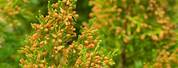 Juniperus Chinensis Male Flower