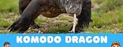 Komodo Dragon Facts for Kids