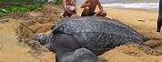 Largest Sea Turtle in the World