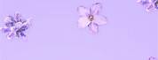 Light Purple Wallpaper Flowers iPhone