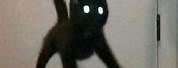 Little Black Cat Jumping Meme