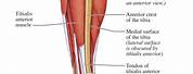 Lower Leg Anatomy Calf Muscle
