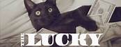 Lucky Black Cat Movie