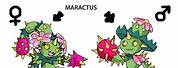 Maractus Evolution Line