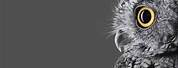 Microsoft Surface Studio Owl Wallpaper