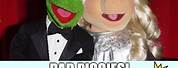 Miss Piggy and Kermit the Frog Memes