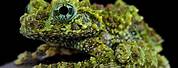 Mossy Moss Frog