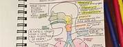 NEET Human Anatomy and Physiology Handwritten Notes