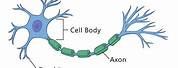 Nerve Cell Simple Diagram