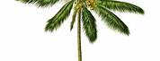 Palm Tree Botanical Illustration