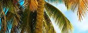 Palm Tree iPhone Wallpaper