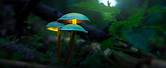 Peaceful Nature Wallpaper Forest Mushroom
