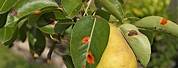 Pear Fruit Tree Diseases