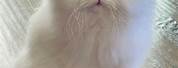 Persian Cat Funny Face