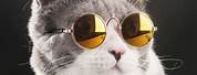 Pet Cat Glasses