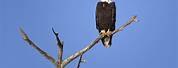 Photo of Bald Eagle Perched On Tree Top