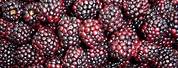 Pink BlackBerry Fruit