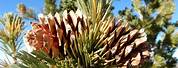 Pinus Flexilis Life Span