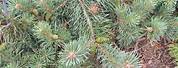 Pinus Sylvestris Scale Leaf