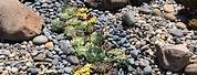 Rock Garden Landscaping with Succulents