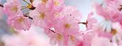 Screensaver Cherry Blossom