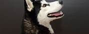 Siberian Husky Dog Profile Portrait with Brown