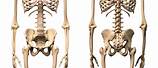 Skeleton Human Body Image