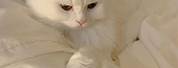 Soft Blue Aesthetic White Cat PFP