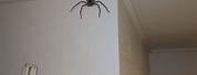 Spiders in Australia Homes