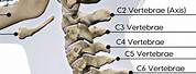 Spine as Known C1 to C7