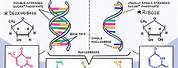 Sructure of DNA vs RNA