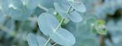 Sun Scorch Baby Blue Eucalyptus