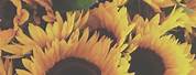 Sunflower Lock Screen Aestheticat People with Kindess
