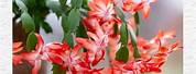 Thanksgiving and Christmas Cactus