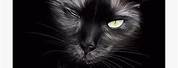 The Black Cat Art Poe