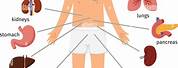 The Human Body Diagram for Kids