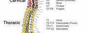 The Spinal Cord Human Anatomy and Physiology I