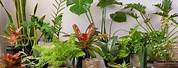 Top Ten Indoor Tropical Plants
