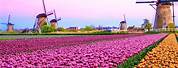 Tulip Fields Amsterdam Netherlands