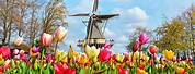 Tulips Keukenhof Netherlands