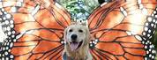 Viral Dog Butterfly Wings