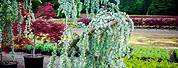 Weeping Blue Atlas Cedar Tree