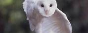 White Barn Owl Albino