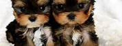 Yorkshire Terrier Teacup Puppy