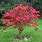 Acer Japonicum