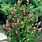 Clethra Alnifolia Pink Spire