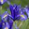 Dutch Iris Sapphire Beauty