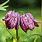 Fritillaria Bulbs