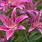 Garden Lily Lilium